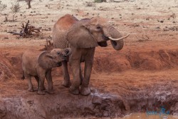 Kena_Tsavo
