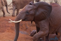 Kena_Tsavo
