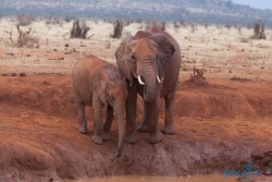 Kena_Tsavo