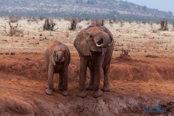 Kena_Tsavo
