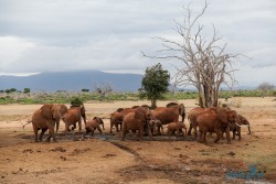 Kena_Tsavo