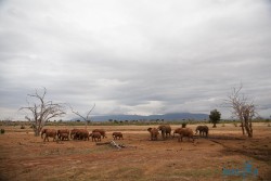 Kena_Tsavo