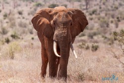 Kena_Tsavo