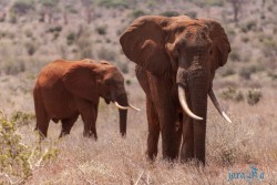Kena_Tsavo