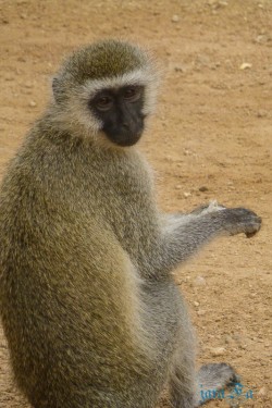 Kena_Tsavo
