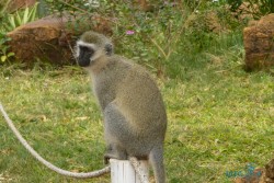 Kena_Tsavo