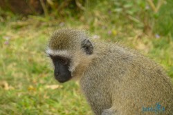 Kena_Tsavo