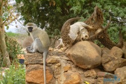 Kena_Tsavo