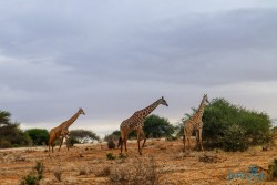 Kena_Tsavo