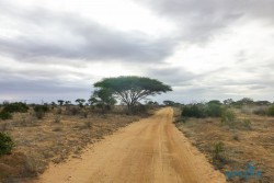 Kena_Tsavo