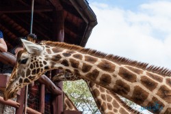 Kena_Žirafy Nairobi
