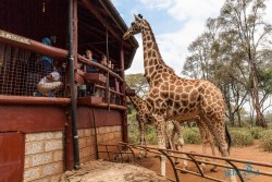 Kena_Žirafy Nairobi