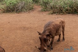 Kena_Žirafy Nairobi