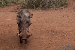 Kena_Žirafy Nairobi