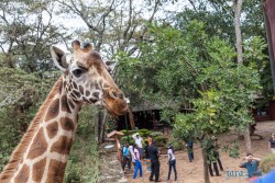 Kena_Žirafy Nairobi