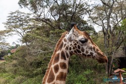 Kena_Žirafy Nairobi