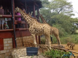 Kena_Žirafy Nairobi