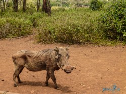 Kena_Žirafy Nairobi