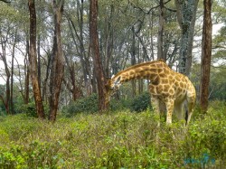 Kena_Žirafy Nairobi