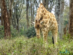 Kena_Žirafy Nairobi