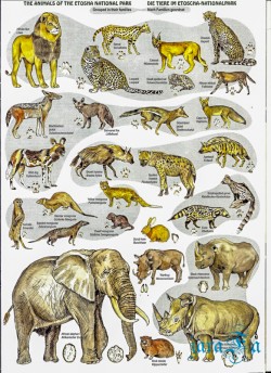 NAM_Etosha National park