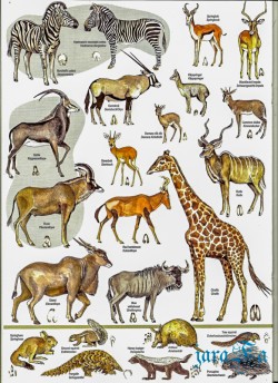 NAM_Etosha National park