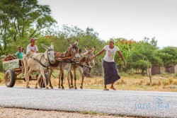 NAM_Etosha National park
