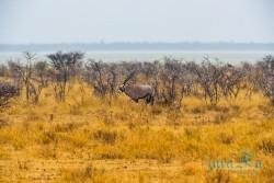 NAM_Etosha National park