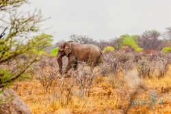 NAM_Etosha National park