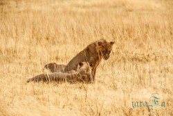 NAM_Etosha National park