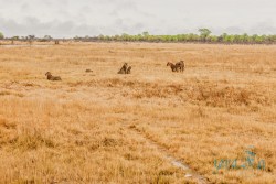NAM_Etosha National park