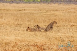NAM_Etosha National park