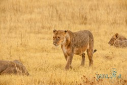 NAM_Etosha National park
