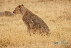 NAM_Etosha National park