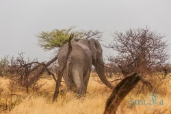 NAM_Etosha National park
