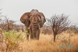 NAM_Etosha National park