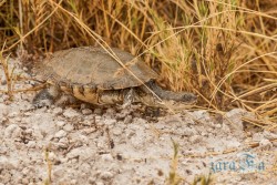 NAM_Etosha National park