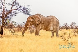 NAM_Etosha National park