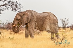 NAM_Etosha National park