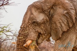 NAM_Etosha National park