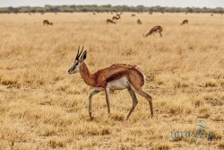 NAM_Etosha National park