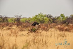 NAM_Etosha National park