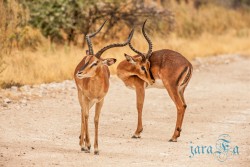 NAM_Etosha National park