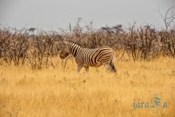 NAM_Etosha National park