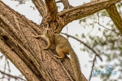 NAM_Etosha National park