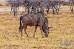 NAM_Etosha National park