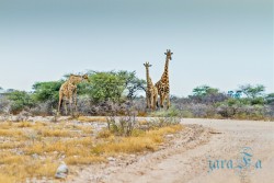 NAM_Etosha National park