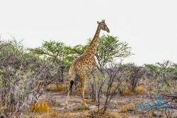 NAM_Etosha National park