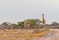 NAM_Etosha National park
