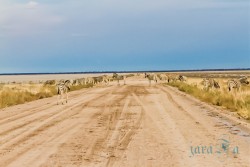 NAM_Etosha National park